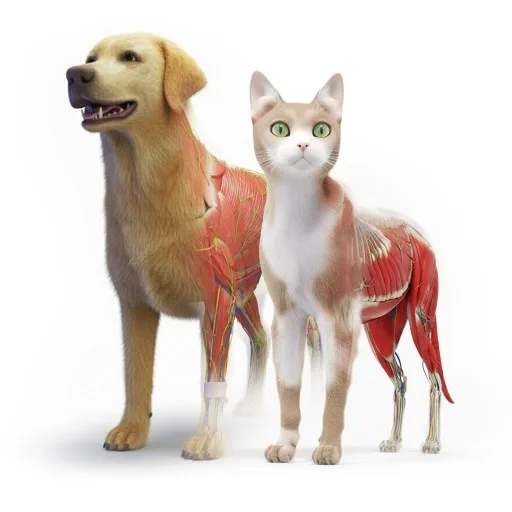 Animal Anatomy XR cover artwork from the official Meta Store page