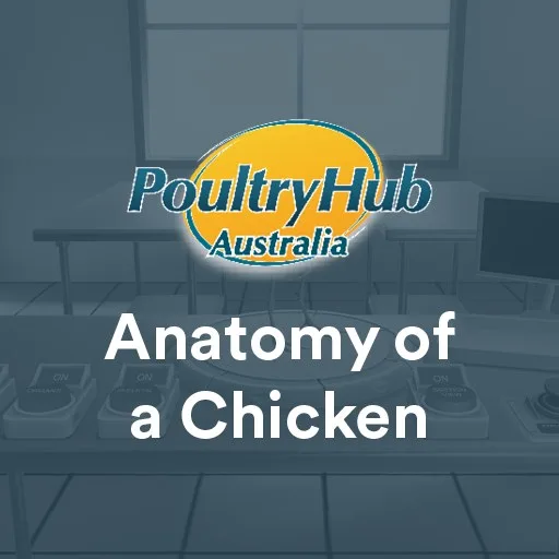 Anatomy of a Chicken cover artwork from the official Meta Store page