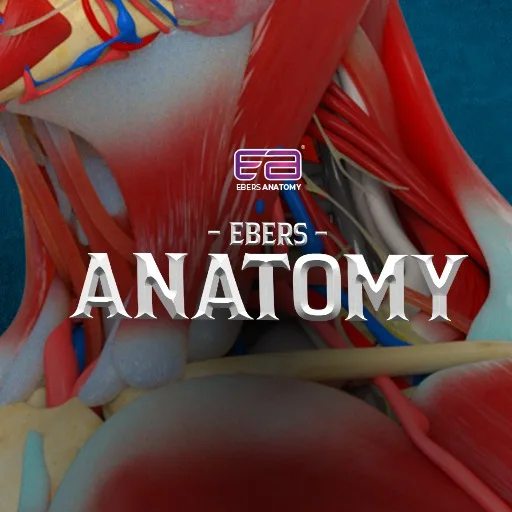Ebers Anatomy cover artwork from the official Meta Store page