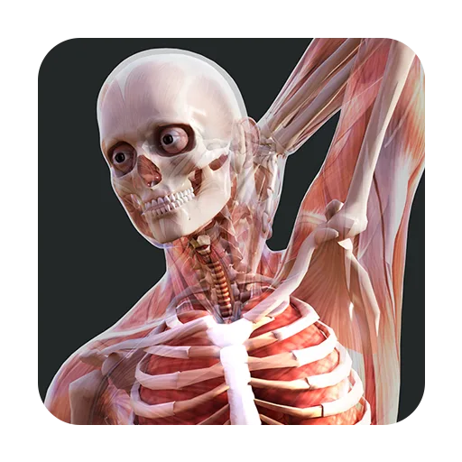 Human Anatomy VR – Medical Education cover artwork from the official Meta Store page