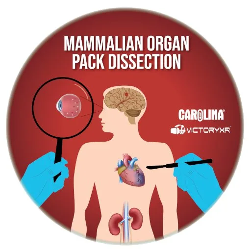 Dissection Simulator: Mammalian Organ Pack cover artwork from the official Meta Store page